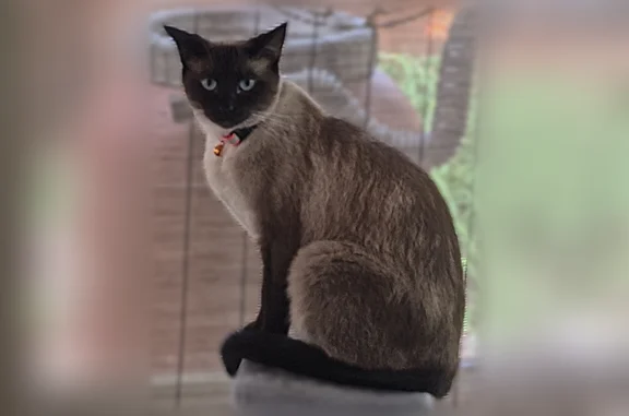 Orange reflective collar with her name on it