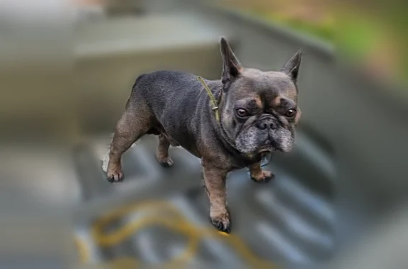 Lost dog, North Road, Pierson, DeLand - male, chipped - photo