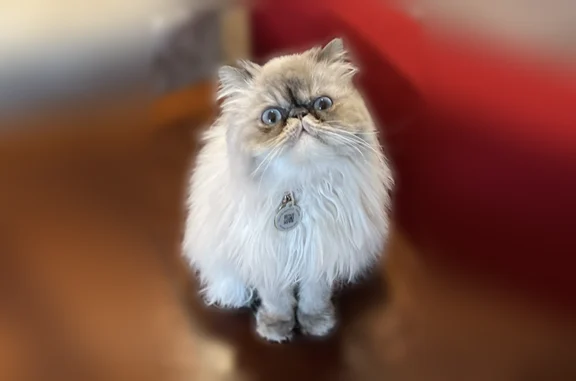 Lost cat, Georgia 356, 2444, Helen, Alpharetta - female Persian with baby blue eyes - photo
