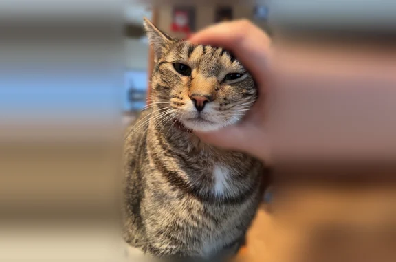 Lost cat, 2nd Avenue, 28, Lansdowne — male, tabby, very talkative - photo