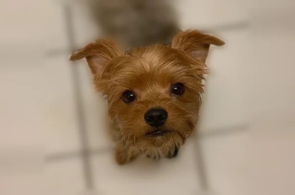 Lost dog, South Gilpin Avenue, 3727, Dallas — male, responds to his name - photo