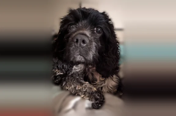 Lost dog, Moses Lane, 60, Arlington - female black and white Cocker Spaniel - photo