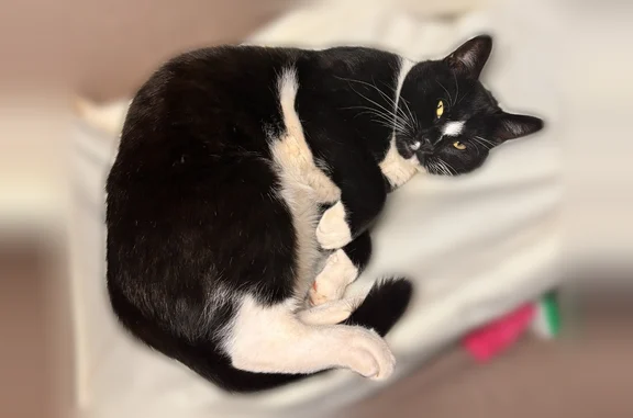 Lost cat, Washington Avenue, 503, West Babylon - male tuxedo cat - photo