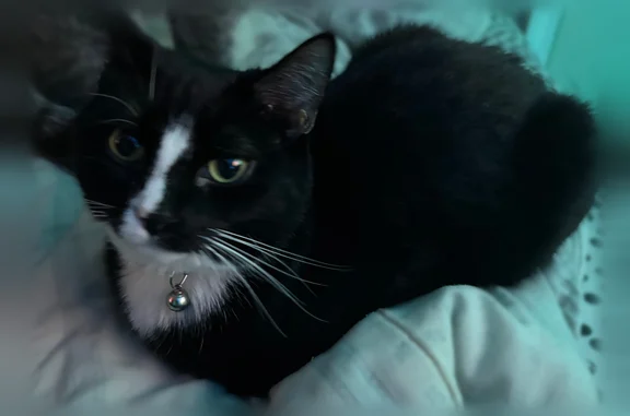 Lost cat, Studer Avenue, 2041, Columbus - male, white chest and feet - photo