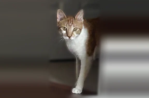 Lost and found pets Blackwood, photo: Found cat, Erial Road, 401, Blackwood - very sweet