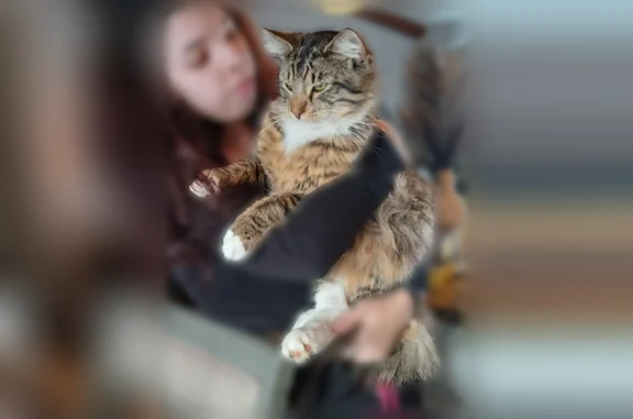 Lost cat, Martell Road, 7, Newark - male - photo