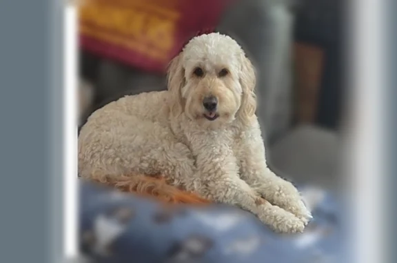 Lost dog, Doc Hawkins Road, Greeneville, Tennessee - female goldendoodle with a brown patch on her right leg - photo