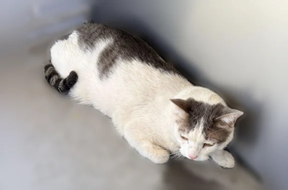 Found cat, Hawkins Boulevard,...
