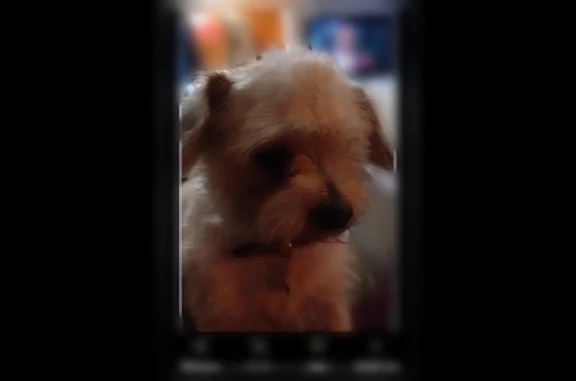 Lost dog, Phillips Boulevard, 5325, Chino - senior male with one eye - photo