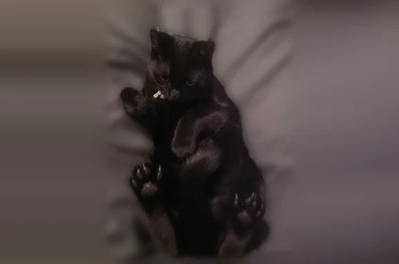 Chat perdu, Paris, photo: Chat perdu femelle, Allée de la Vervolière, Poitiers — yeux jaunes