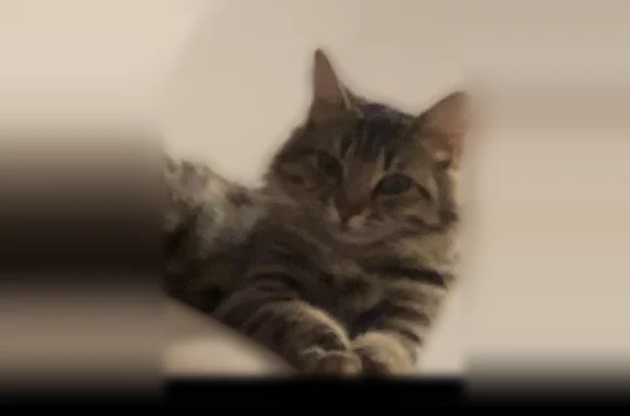 Chat perdu femelle, Rue Alfred Bertholet, Bourg-en-Bresse - poil long, courte sur pattes - photo