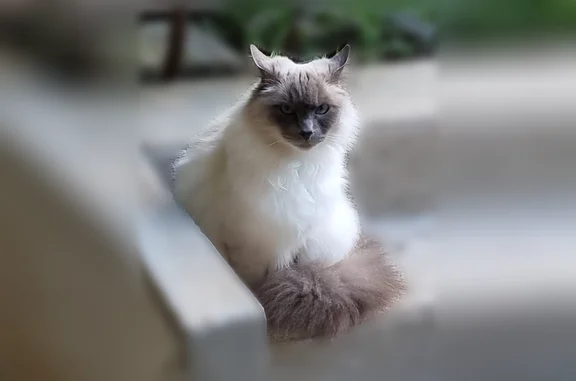 Chat perdu, Rue des Réservoirs, Saint-Maurice, Paris - femelle, sacré de Birmanie blanc - photo