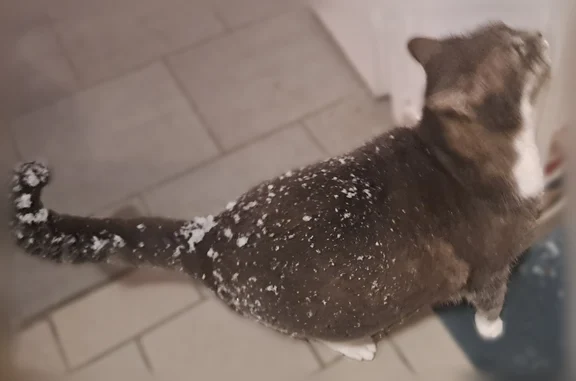 Chat perdu mâle, Rue Moussy, 52, Nœux-les-Mines - marron, aveugle - photo
