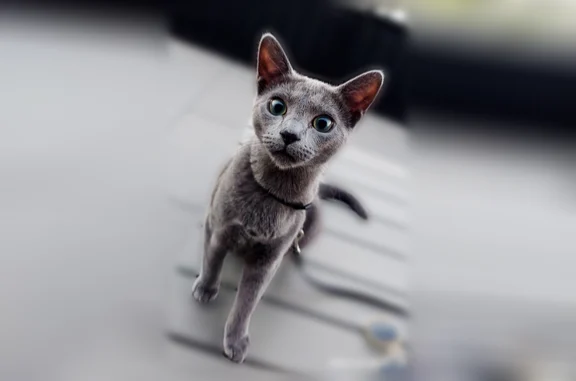 Lost cat, male, North Melrose Avenue, Hayden, Seattle - Russian blue with teal green eyes - photo