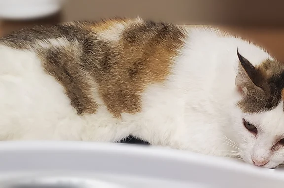 Missing cat Santa Rosa, photo: Lost cat, Cleveland Avenue, 3401, Santa Rosa - female calico mostly white and tan with black specs