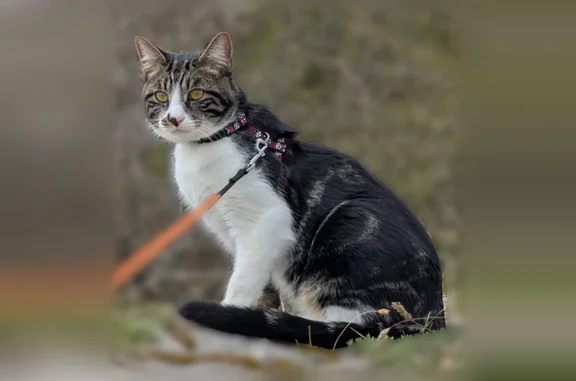 Chat perdu mâle, Quai Sainte-Marie, 44, Chalon-sur-Saône, Saint-Yan - chat d'intérieur craintif - photo