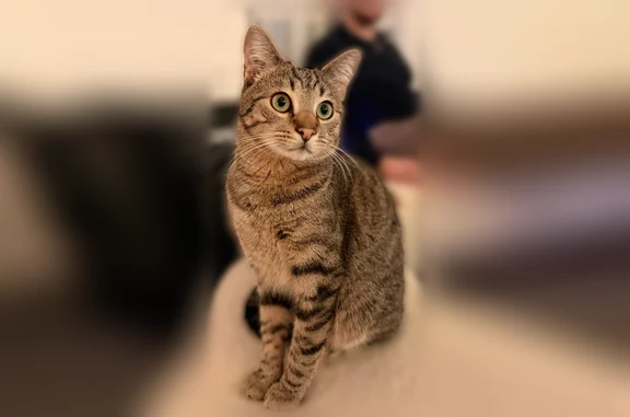 Zazou a 1 an et demi et a fuit ce matin quand j’ai aéré. Il est parti vers l’avenue Léo Lagrange et impossible de le résonner… Si vous le voyez n’hésitait pas à le contacter svp !