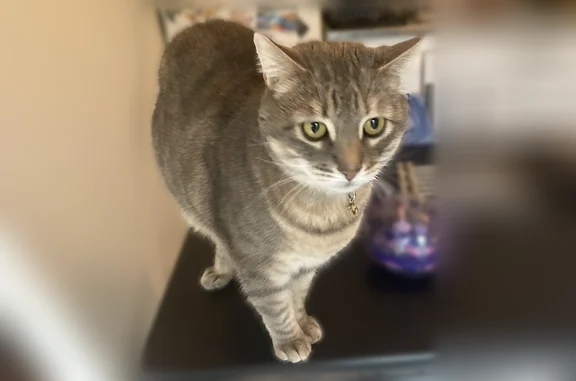 Chat gentil portant un collier à motif léopard Craintif avec les inconnus