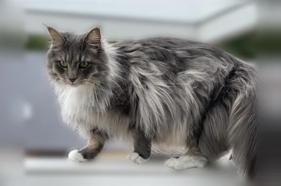 Chat perdu mâle, Rue du Moulin, 4, Corbeny, Paris - main coon avec le bout des pattes blanches à l’avant - photo