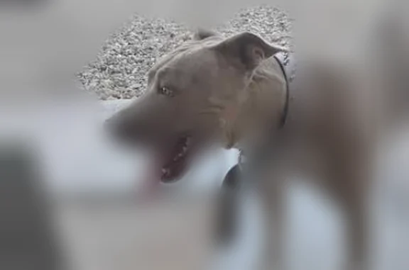Found dog Barstow, photo: Found dog, Higgins Road, 808, Barstow — female, brown pitbull with a leather spiked collar
