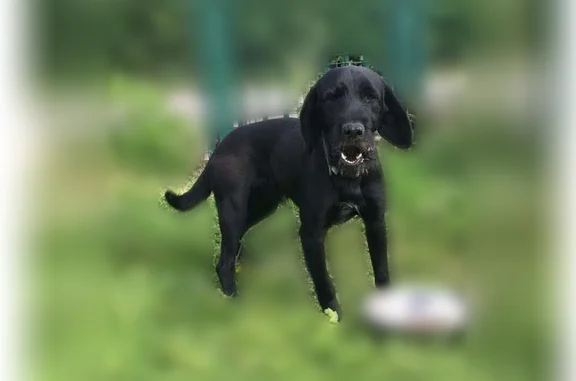 Chien trouvé Breteuil, photo: Chien trouvé, Breteuil, Normandie