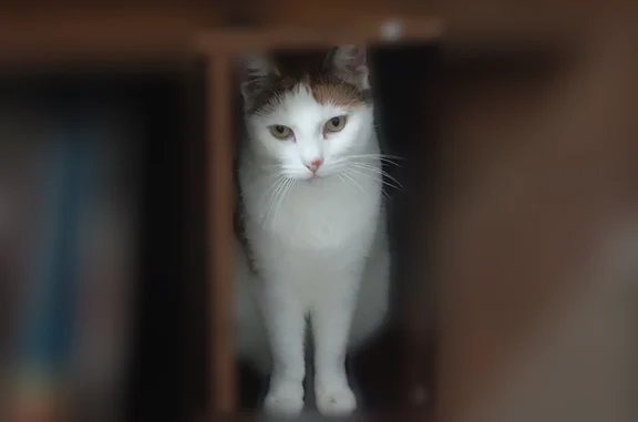 Chat perdu, Gasny, photo: Chat perdu, femelle, Vexin-sur-Epte, Gasny - blanche et tigrée