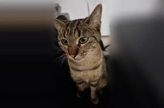 Chat perdu femelle, Carrières-sur-Seine, Paris - petite chatte tigrée - photo