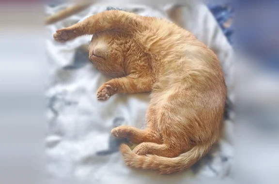 Chat perdu, Rue Salvador Allende, 2, Gravigny - mâle - photo