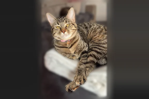 Chat perdu, femelle, Rue du Commerce, 2, Châtel-Guyon - sourde, sans collier - photo