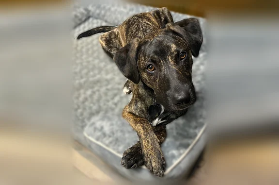 Lost dog, All Pine Court, 3616, Grandville, Grand Rapids - male, brindle lab mix - photo