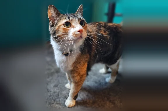 Lost cat, North Eaton Avenue, 310, Indianapolis - female, tailless, dark blue flea collar - photo