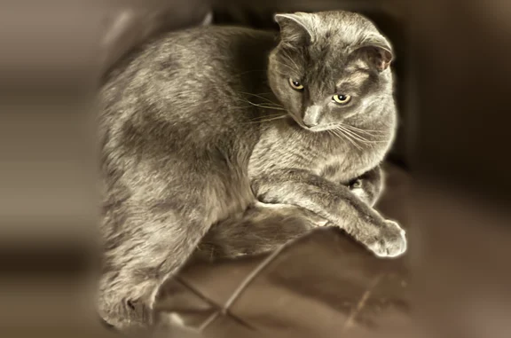 Lost cat, West Bender Avenue, 7815, Milwaukee, Arlington — male, gray, chubby - photo