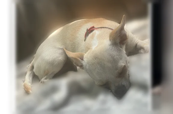 She is white with tan streak down back with missing patch on left side (small area)