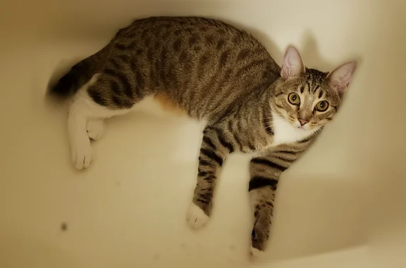 Lost cat, Angell Street, 565, Providence, East Providence — male, 1 year old Domestic Short-hair - photo