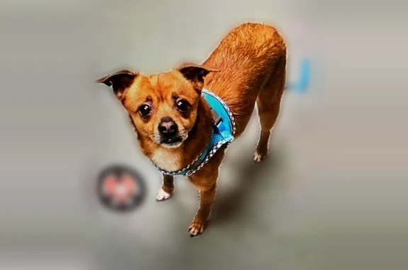 Lost dog, East Trindle Road, 5169, Mechanicsburg — male, red coat with white chest - photo