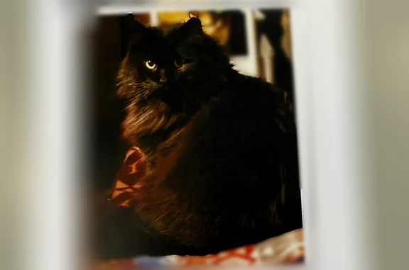 Lost cat, male, Eisenhower Boulevard, 1542, Johnstown — black long-haired cat, limping on right rear paw - photo