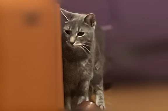 Lost cat, Marlborough Road, 37, Philadelphia - male, grey with white chest and green eyes - photo