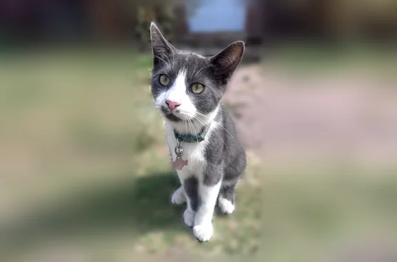 Lost cat, Northwest 10th Street, 4636, Oklahoma City - gray and white tuxedo, neutered male - photo
