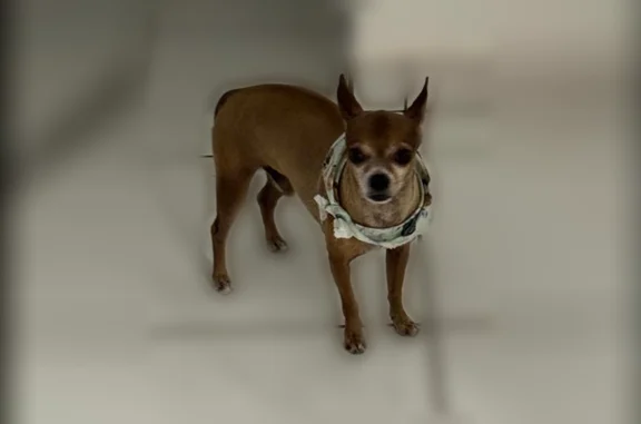 Lost and found pets South Miami Heights, photo: Lost dog, South Miami Heights, Florida, South Miami Heights - male small brown chihuahua