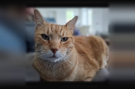 Chat perdu mâle, Chemin de Pors Moro, 4, Pont-l'Abbé — roux tigré - photo