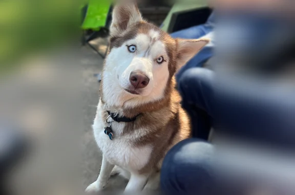 Lost pets Olathe, photo: Lost dog, West 152nd Street, 15412, Olathe - female husky with blue eyes