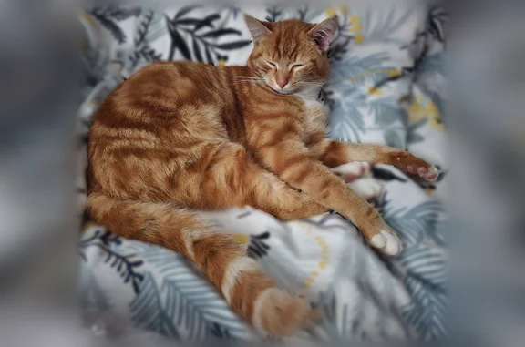 Chat perdu mâle, Rue des Fours À Chaux, 1 Ter, Ballancourt-sur-Essonne — roux tigré, pucé - photo
