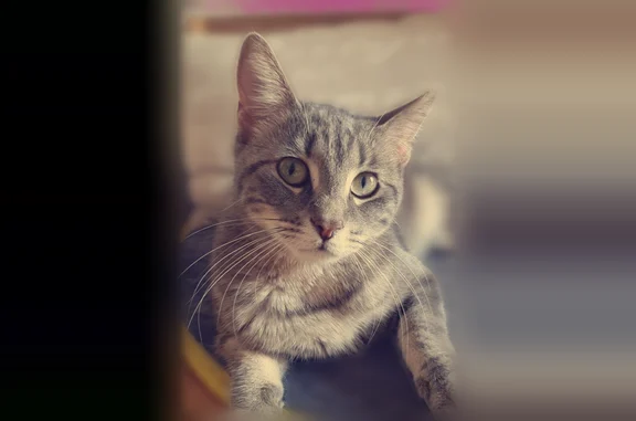 Chat perdu femelle, Allée des Filandières, Sotteville-lès-Rouen, Paris - chatte grise et peureuse - photo
