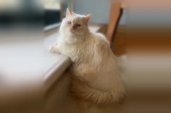 Lost cat, male, Main Street East, Unit 2, Huntsville - all white, crystal blue eyes - photo