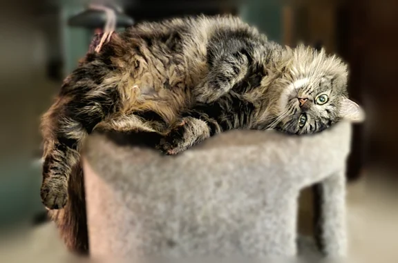 Lost cat, female, Scotts Flat Road, 20346, Nevada City — puffy grey, big black tail - photo