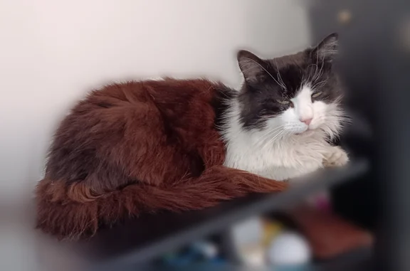 Chatte stériliser âgée 15 ans pelage pas très soignée nom MAYA surnon BIBOU PETIT GABARIT :3KL300 A besoin de soin régulier tt les 3 semaines au veto montussan .TEL 06 41 29 72 41 MERCI de votre aide