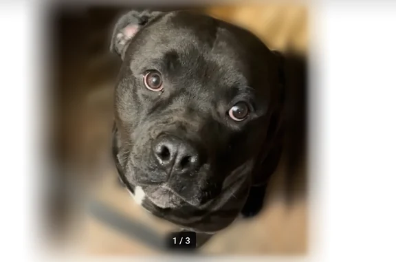 Lost dog, Wallace Street, 14308, Harvey, Chicago — very friendly male - photo