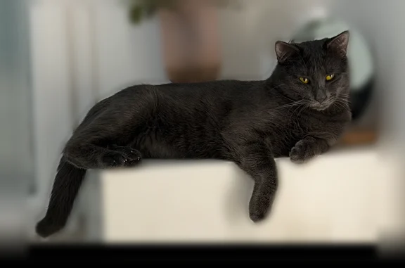 Chat perdu, Avenue Jean Mermoz, 325, Rognac - mâle, collier anti-puce noir - photo