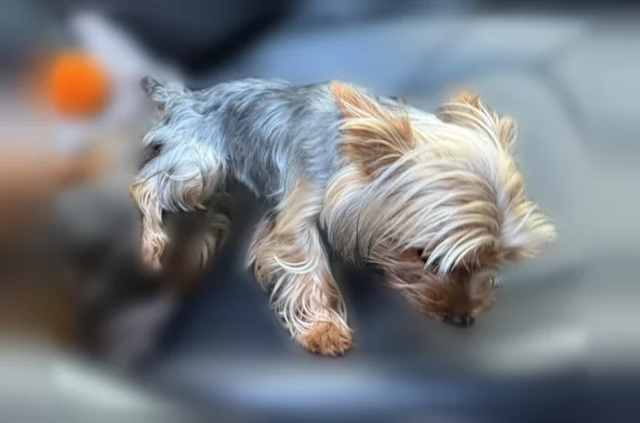 Lost pets Dallas, photo: Lost dog, female, Black Walnut Drive, 10714, Dallas - tiny Yorkshire Terrier