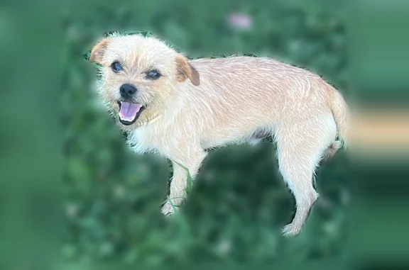 Lost dog, Little Snow Creek Road, 160, Holly Springs - male, small, light blond with dark brown ears - photo